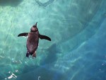 New England Aquarium penguin