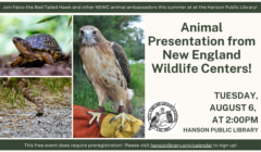 Animal Presentation from New England Wildlife Centers
